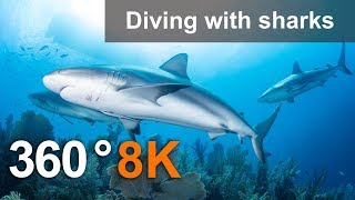 360°, Diving with sharks. 8K Underwater video