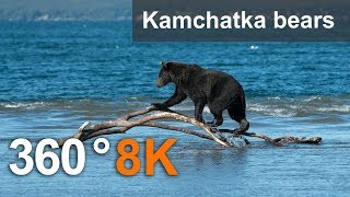 360°, Journey to the bears in the Kronotsky Reserve, 8K video