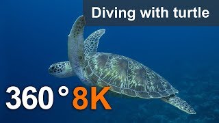 360°, Diving with turtle. 8K Underwater video
