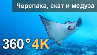 360°, Дайвинг с черепахой, скатом и медузой. 4К подводное видео. Русская озвучка