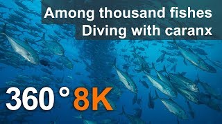 360 video, Among thousand fishes. Diving with Caranx. 8K Underwater video