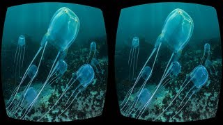 3D SBS Deep Blue Sea VR Box Virtual Reality Google Cardboard Video